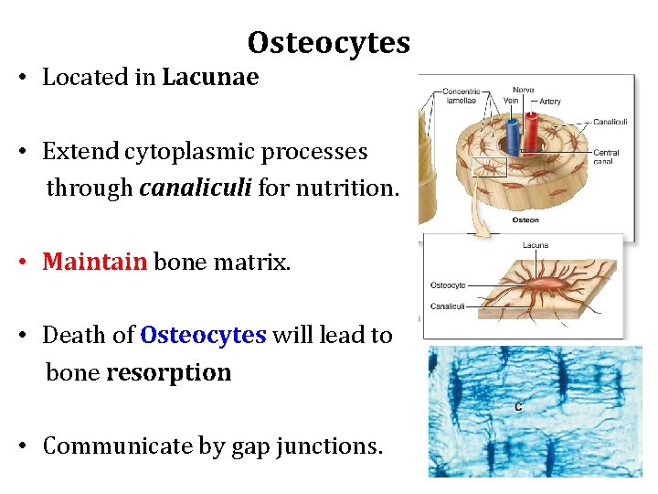 Osteocytes • Located in Lacunae • Extend cytoplasmic processes through canaliculi for nutrition. •