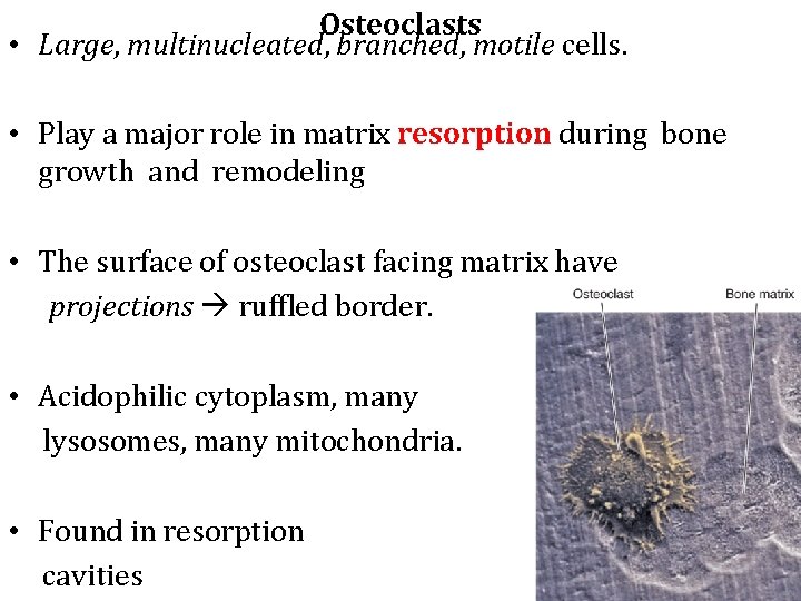 Osteoclasts • Large, multinucleated, branched, motile cells. • Play a major role in matrix