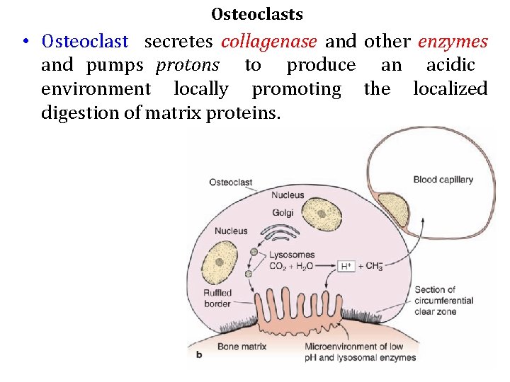 Osteoclasts • Osteoclast secretes collagenase and other enzymes and pumps protons to produce an