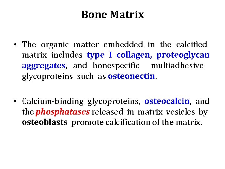Bone Matrix • The organic matter embedded in the calcified matrix includes type I