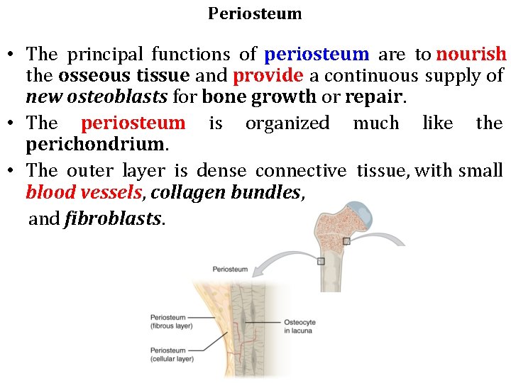Periosteum • The principal functions of periosteum are to nourish the osseous tissue and