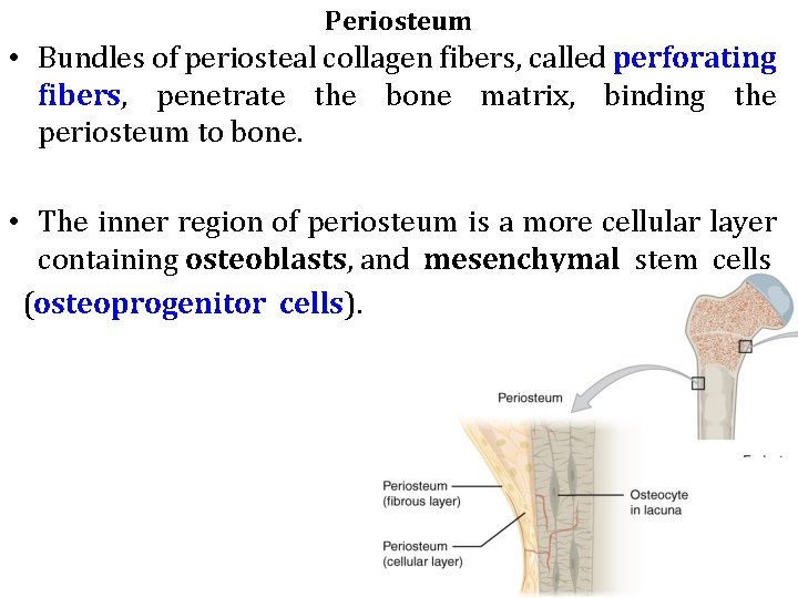 Periosteum • Bundles of periosteal collagen fibers, called perforating fibers, penetrate the bone matrix,