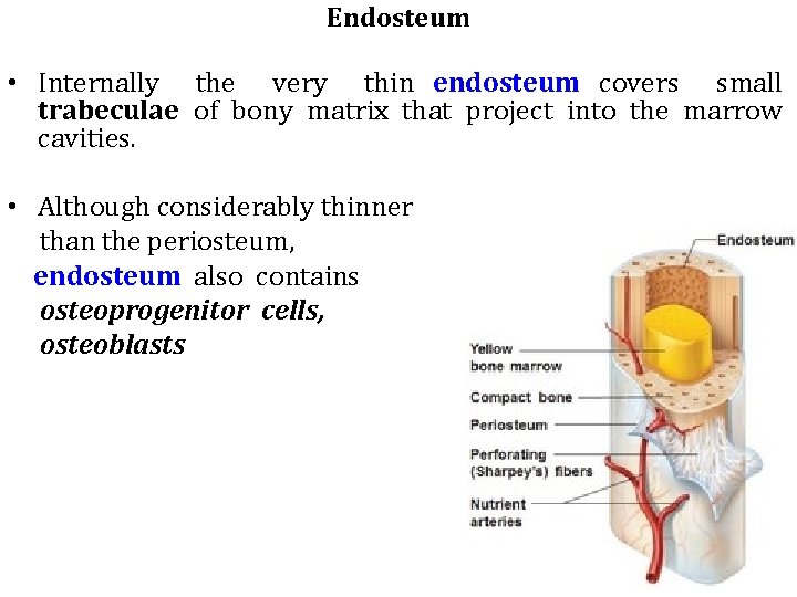 Endosteum • Internally the very thin endosteum covers small trabeculae of bony matrix that