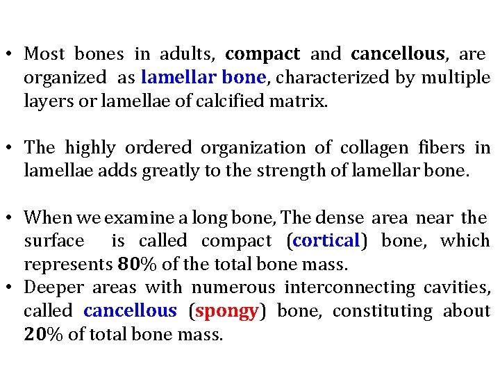  • Most bones in adults, compact and cancellous, are organized as lamellar bone,