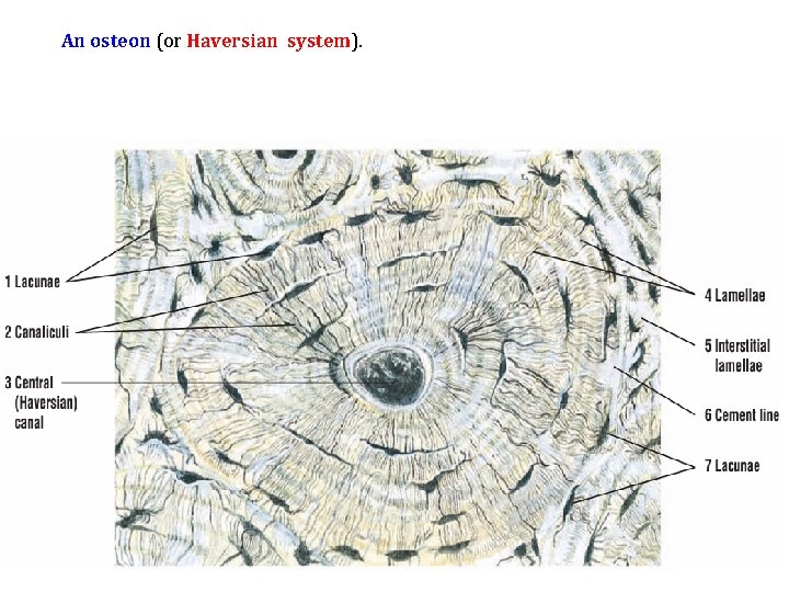 An osteon (or Haversian system). 