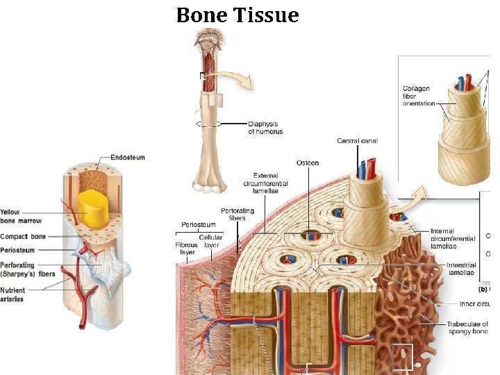 Bone Tissue 