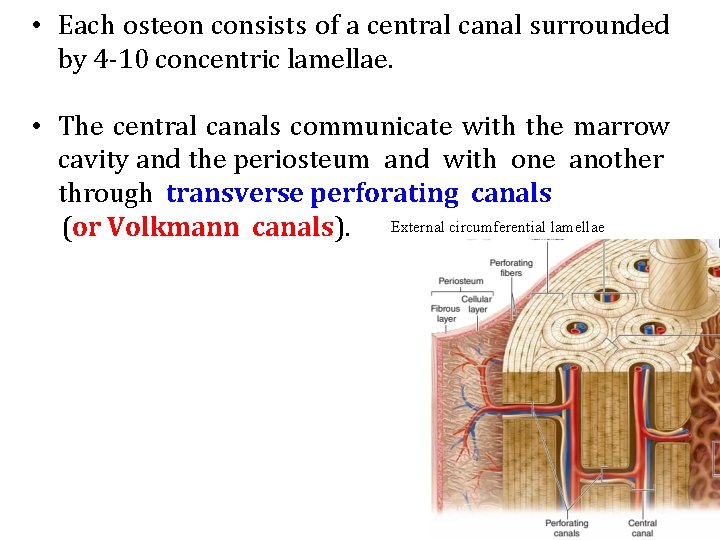  • Each osteon consists of a central canal surrounded by 4 -10 concentric