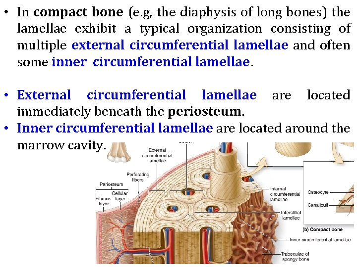  • In compact bone (e. g, the diaphysis of long bones) the lamellae
