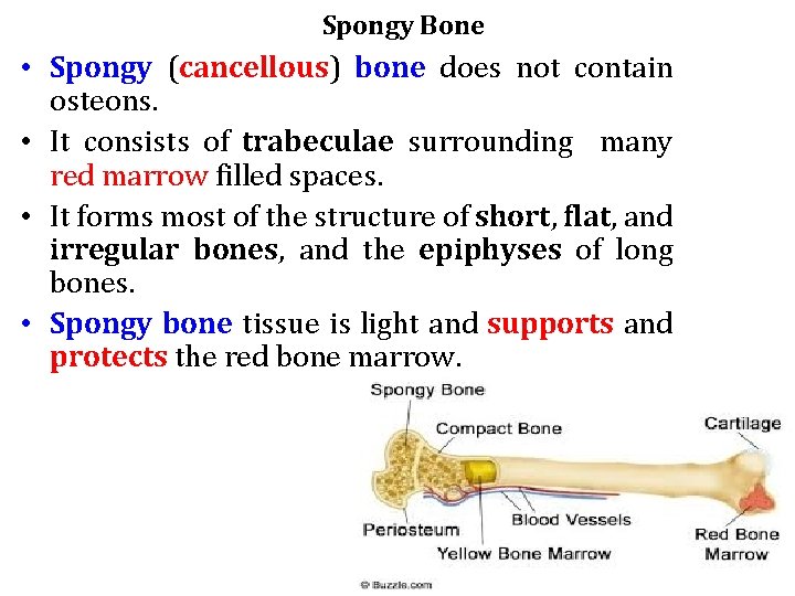 Spongy Bone • Spongy (cancellous) bone does not contain osteons. • It consists of