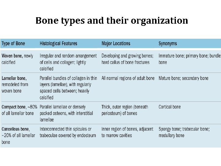 Bone types and their organization 