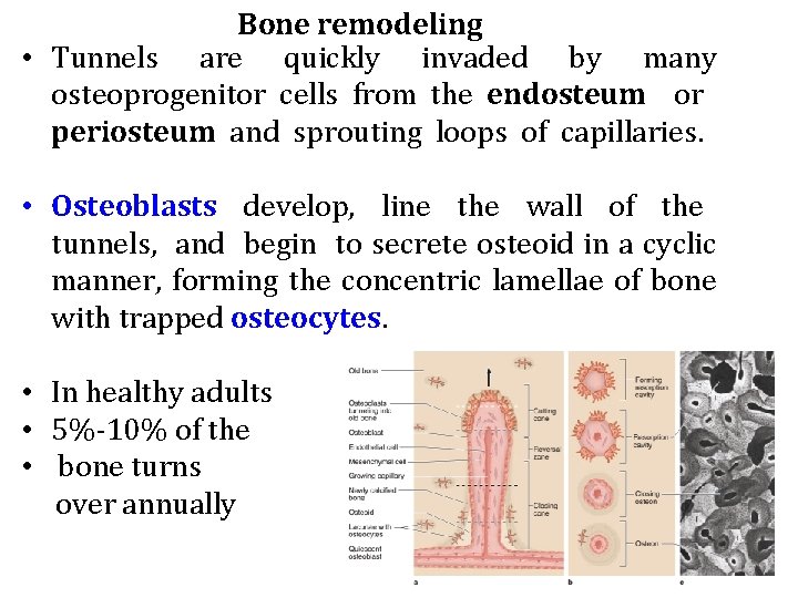 Bone remodeling • Tunnels are quickly invaded by many osteoprogenitor cells from the endosteum