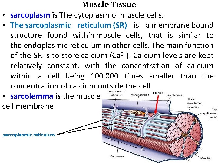 Muscle Tissue • sarcoplasm is The cytoplasm of muscle cells. • The sarcoplasmic reticulum