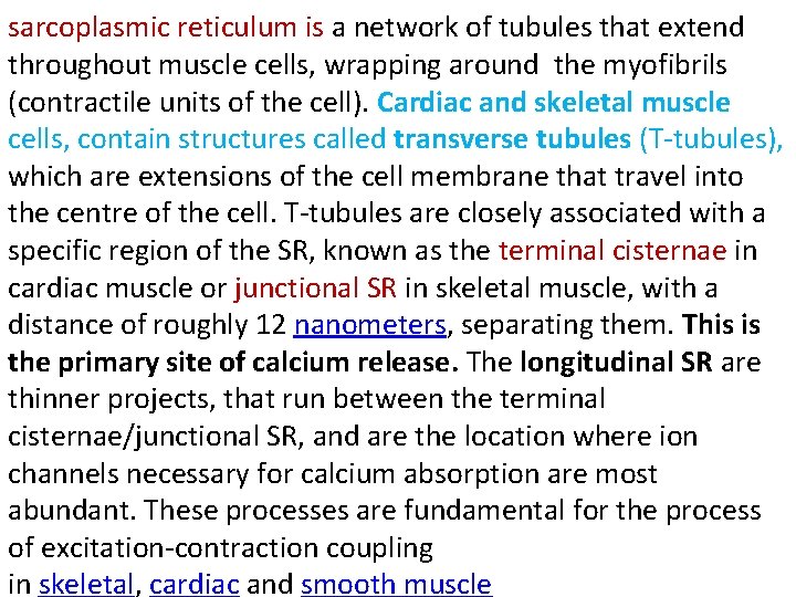 sarcoplasmic reticulum is a network of tubules that extend throughout muscle cells, wrapping around