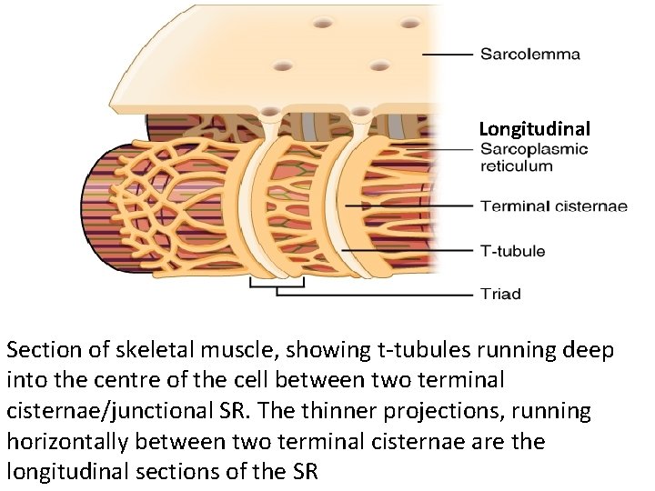 Longitudinal Section of skeletal muscle, showing t-tubules running deep into the centre of the