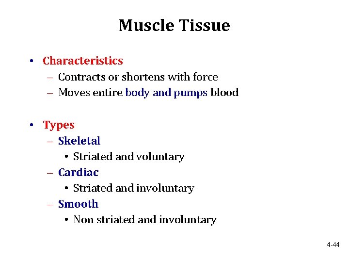 Muscle Tissue • Characteristics – Contracts or shortens with force – Moves entire body