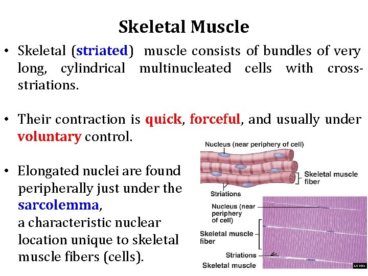 Skeletal Muscle • Skeletal (striated) muscle consists of bundles of very long, cylindrical multinucleated