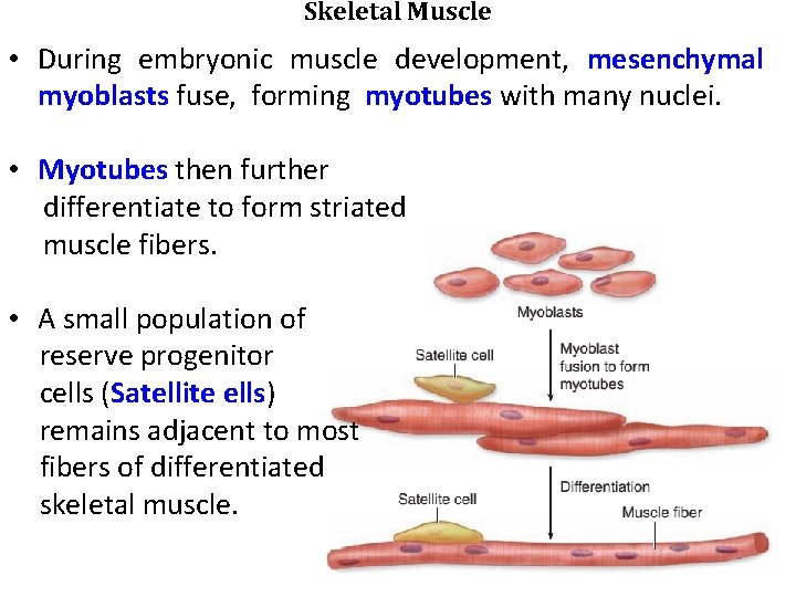 Skeletal Muscle • During embryonic muscle development, mesenchymal myoblasts fuse, forming myotubes with many
