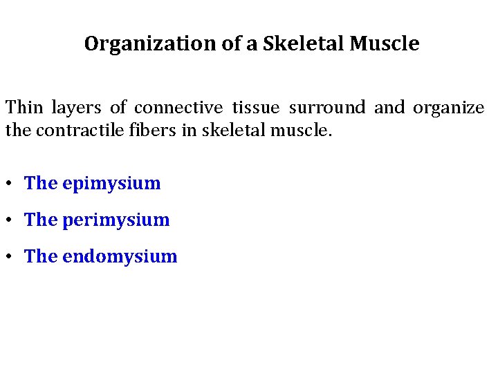 Organization of a Skeletal Muscle Thin layers of connective tissue surround and organize the