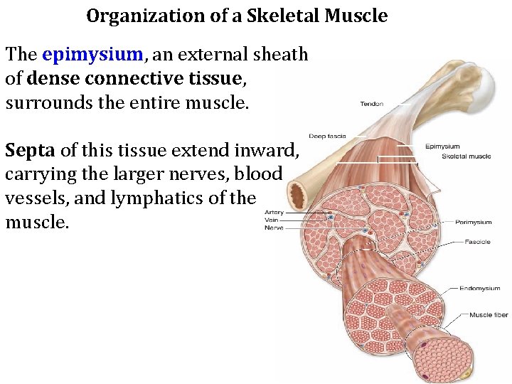 Organization of a Skeletal Muscle The epimysium, an external sheath of dense connective tissue,