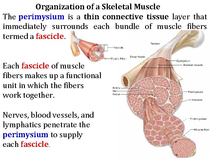 Organization of a Skeletal Muscle The perimysium is a thin connective tissue layer that