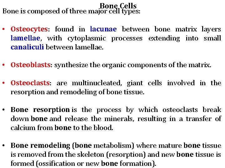 Bone Cells Bone is composed of three major cell types: • Osteocytes: found in