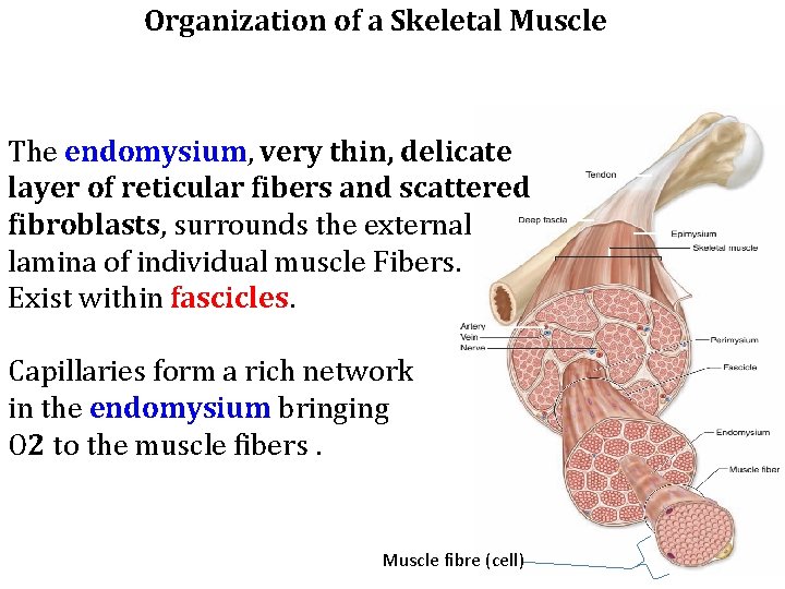 Organization of a Skeletal Muscle The endomysium, very thin, delicate layer of reticular fibers