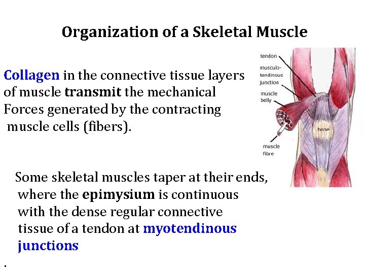 Organization of a Skeletal Muscle Collagen in the connective tissue layers of muscle transmit