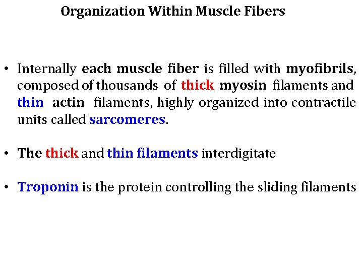 Organization Within Muscle Fibers • Internally each muscle fiber is filled with myofibrils, composed