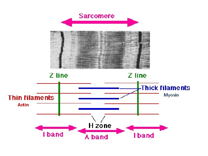 Myosin Actin 