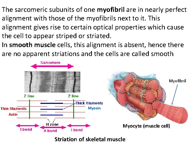 The sarcomeric subunits of one myofibril are in nearly perfect alignment with those of