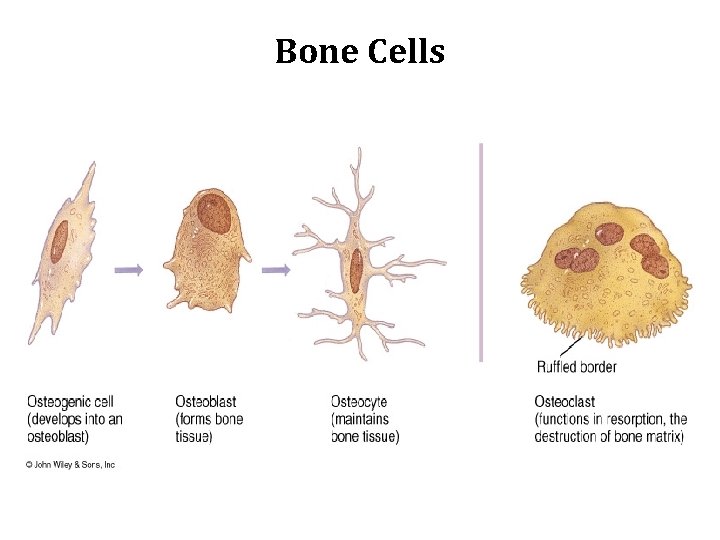 Bone Cells 