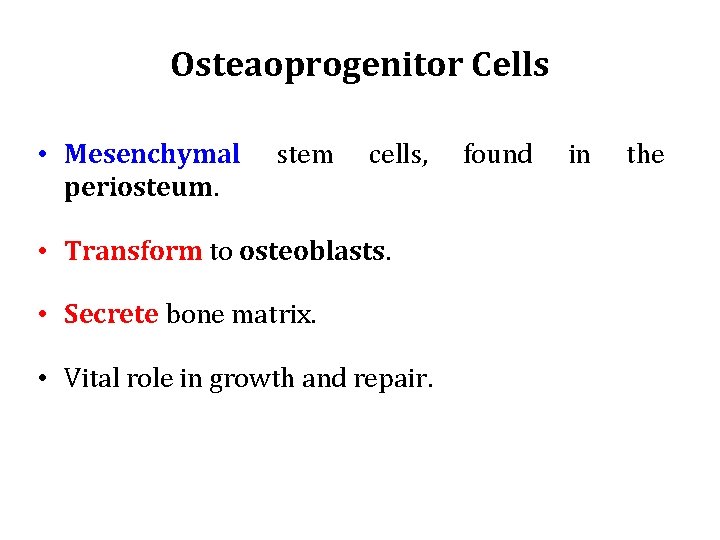 Osteaoprogenitor Cells • Mesenchymal periosteum. stem cells, • Transform to osteoblasts. • Secrete bone