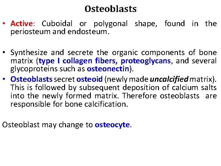 Osteoblasts • Active: Cuboidal or polygonal shape, found in the periosteum and endosteum. •