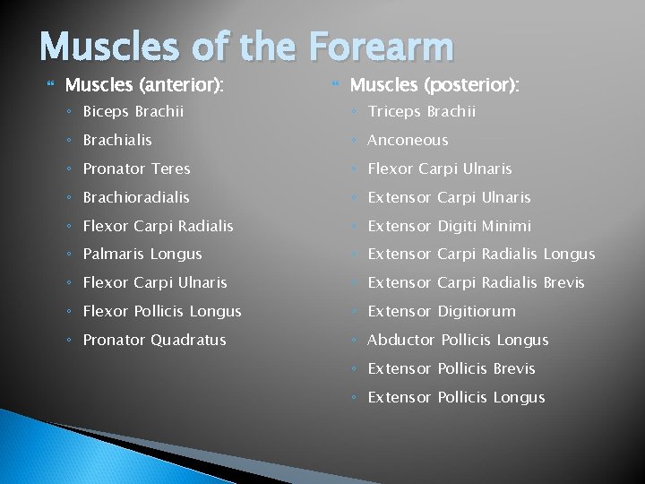 Muscles of the Forearm Muscles (anterior): Muscles (posterior): ◦ Biceps Brachii ◦ Triceps Brachii