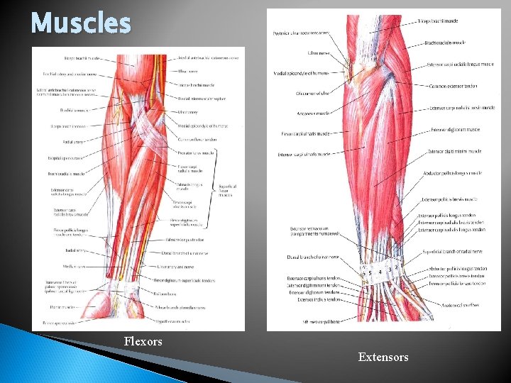 Muscles Flexors Extensors 