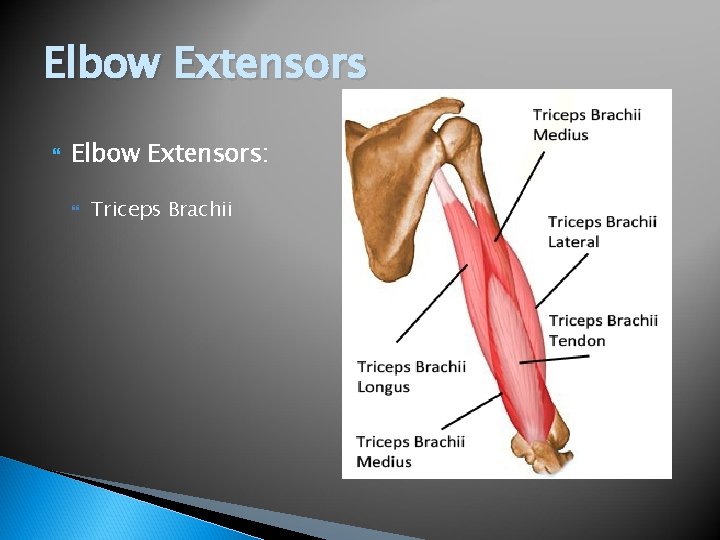 Elbow Extensors Elbow Extensors: Triceps Brachii 