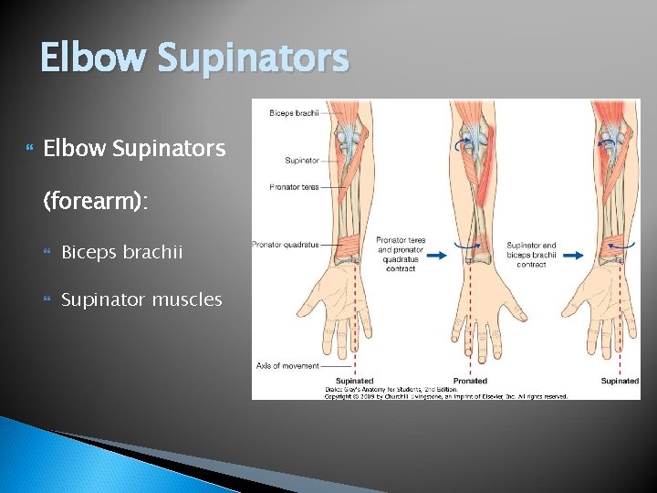 Elbow Supinators (forearm): Biceps brachii Supinator muscles 
