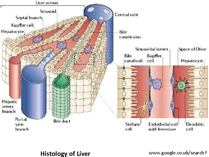 Histology of Liver www. google. co. uk/search? 