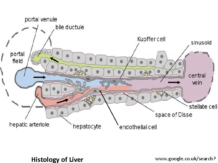 Histology of Liver www. google. co. uk/search? 