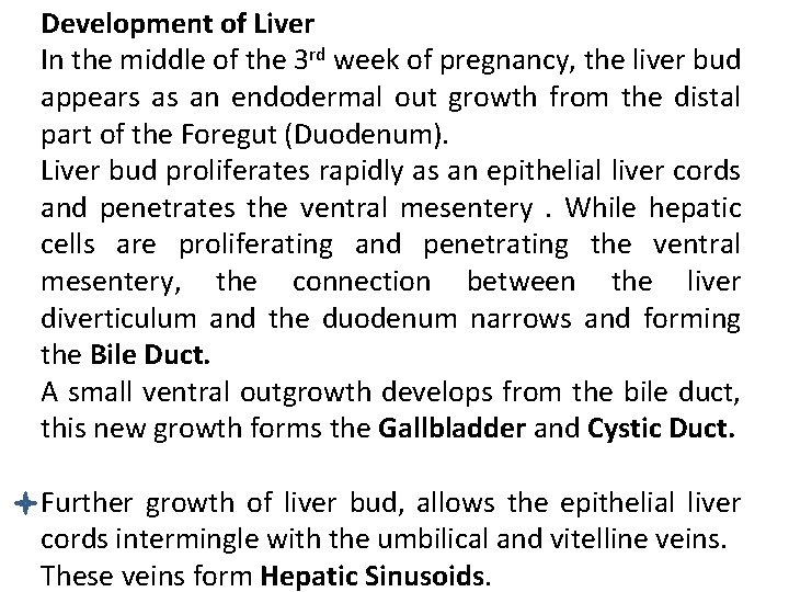 Development of Liver In the middle of the 3 rd week of pregnancy, the