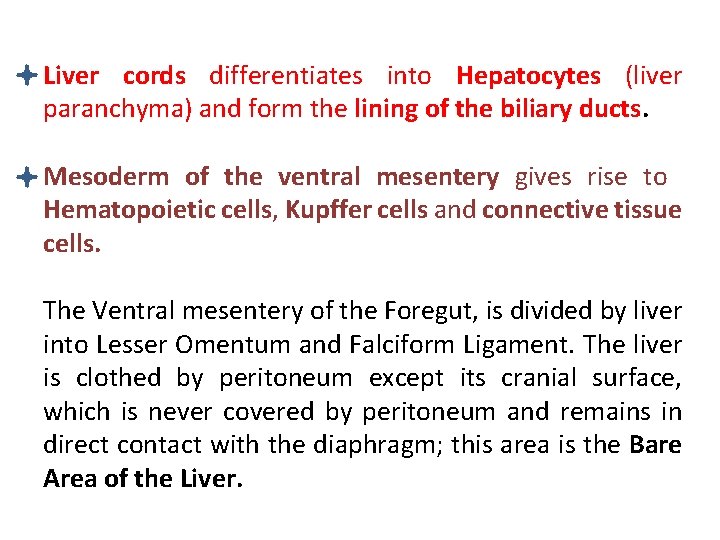 Liver cords differentiates into Hepatocytes (liver paranchyma) and form the lining of the biliary