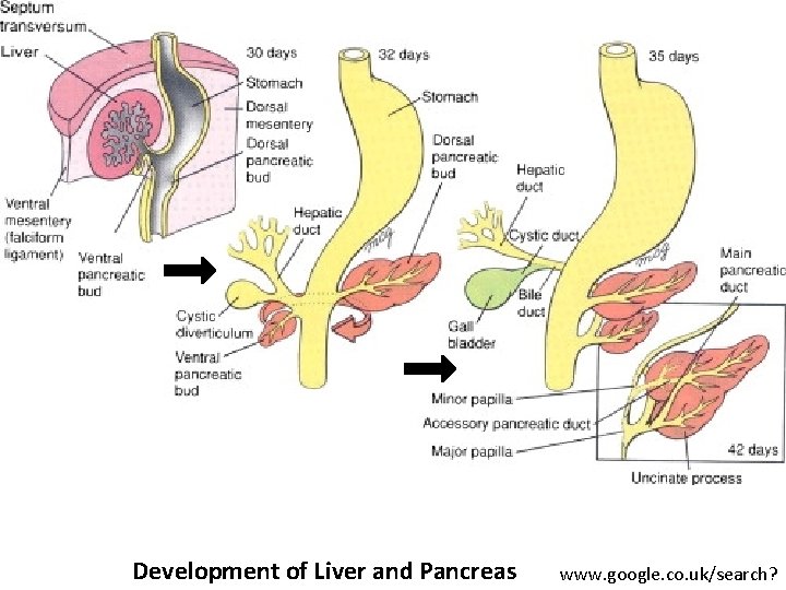 Development of Liver and Pancreas www. google. co. uk/search? 