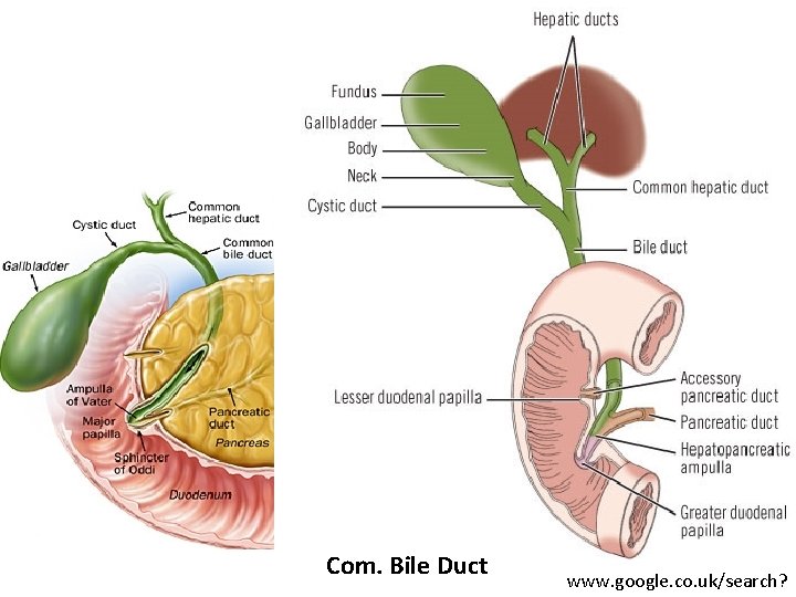 Liver Com. Bile Duct www. google. co. uk/search? 