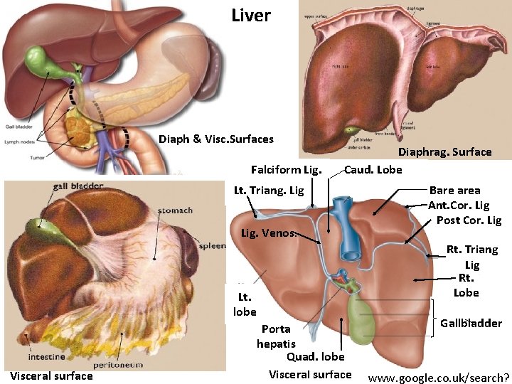 Liver Diaph & Visc. Surfaces Falciform Lig. Diaphrag. Surface Caud. Lobe Lt. Triang. Lig.