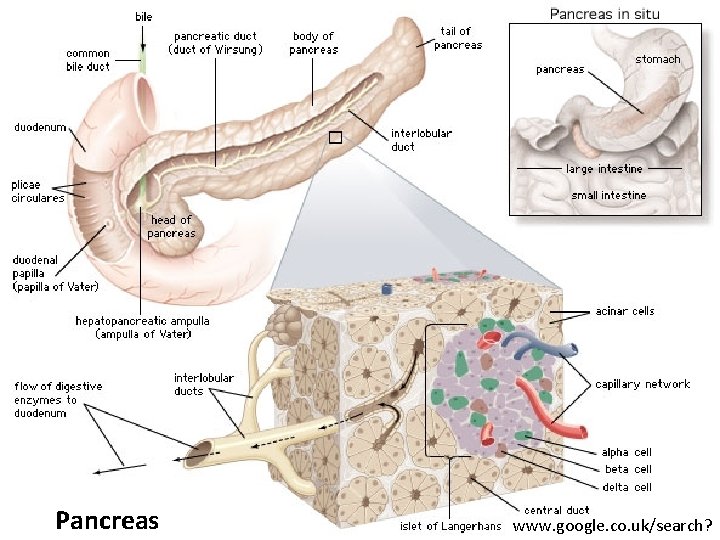 Pancreas P www. google. co. uk/search? 