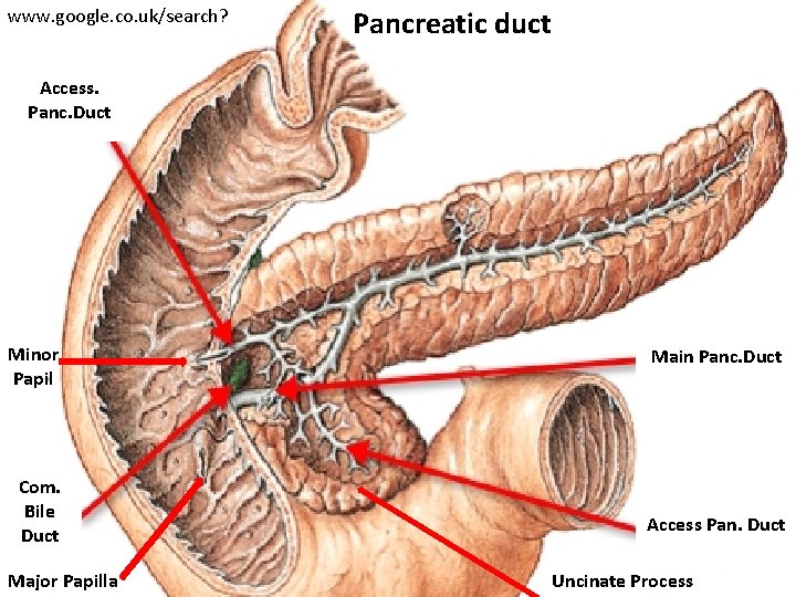 www. google. co. uk/search? Pancreatic duct Access. Panc. Duct Minor Papil Com. Bile Duct