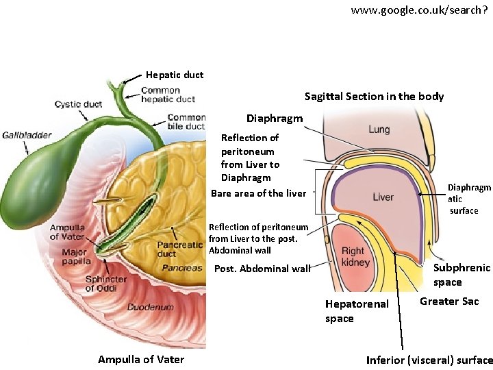 www. google. co. uk/search? Hepatic duct Sagittal Section in the body Diaphragm Reflection of