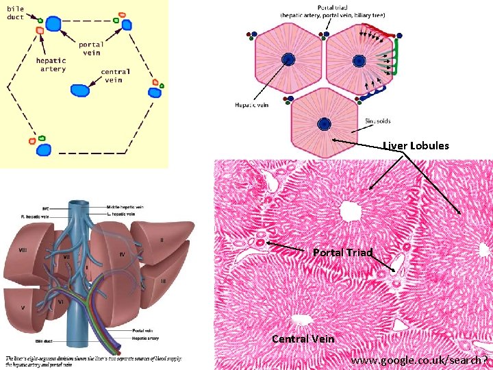 Liver Lobules Portal Triad Central Vein www. google. co. uk/search? 