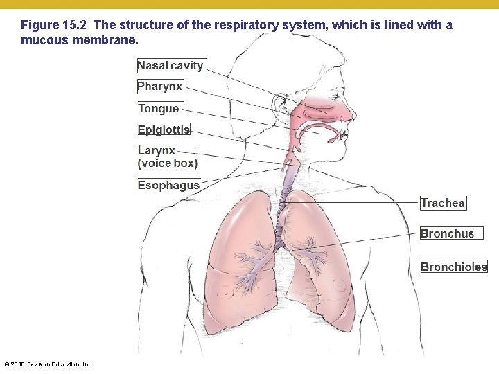 Figure 15. 2 The structure of the respiratory system, which is lined with a