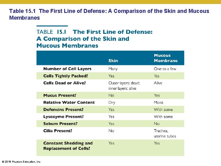 Table 15. 1 The First Line of Defense: A Comparison of the Skin and